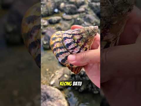 Berburu Seafood Saat Air Laut Surut #short