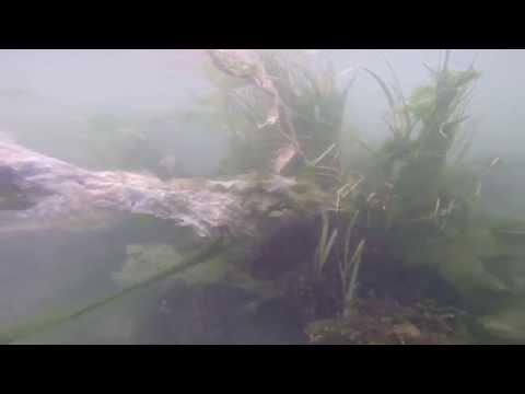 GoPro Under Water Filming Crabtown Creek Manasquan River NJ