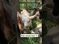 Малыши уже едят траву!🌿 #жизньвдеревне #животные #goats #animals #goatfarming #козы #козлята #goat