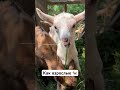 Малыши уже едят траву!🌿 #жизньвдеревне #животные #goats #animals #goatfarming #козы #козлята #goat