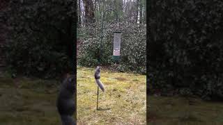 Download lagu Seekor tupai menikmati perjalanan liar di tempat makan burung yang berputar. mp3