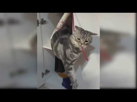 Baby Cats   Cute and Funny Cat Videos Compilation Funniest Animals America 2021