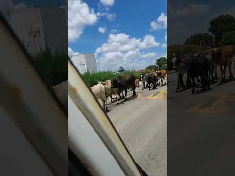 Indo em Telha-Sergipe #trabalho #portalata #telha #sergipe #estrada #rio #kombi #sol #gratidãosempre