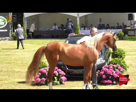 Bruges 2017 National Junior Colts Championship