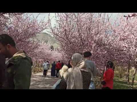 @FlowersComedy@SadabaharMovies#iran#tehran @NowroozMedia@avayeiran