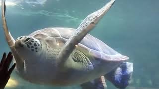 Download lagu Ancol, a Fun and Educational Family Tourist Destination | Nay and family mp3 Download lagu Ancol, a Fun and Educational Family Tourist Destination | Nay and family mp3