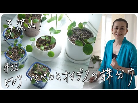 ブルービアード、クランドンカリオプテリス、ブルースピレア、カリオテリス×クランドネンシス「テティス」