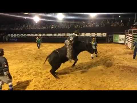 Paulo Henrique vs Touro alok do César mazotti