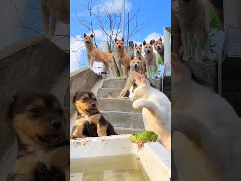 wow amazing dog 🐕 and cat 🐈 funny love short video #amazing #dog #cat #shorts #trending #viral #love