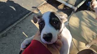 Video preview image #1 Jack Russell Terrier-Unknown Mix Puppy For Sale in NYC, NY, USA