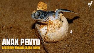 Download lagu Baby Hatchlings: Risking Their Lives Since 'Birth': The Harsh Journey of Life in the Ocean mp3