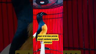 Download lagu Muraibatu isian pelatuk sampit dan tengkek udang #masteranmuraibatu #pancinganmurai #muraibatu #fyp mp3