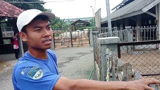 Download lagu Fakultas Peternakan UGM#domba #ternak #dombakontes #sheep #trending #viral #shorts mp3