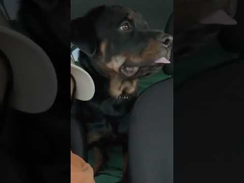 ロットワイラーの犬の名前