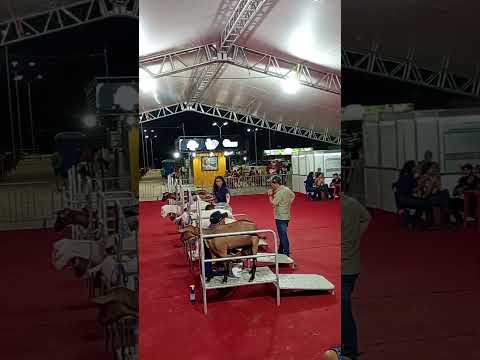1° feira agropecuária de Sousa na Paraíba. Vendo torneio leiteiro de cabras.