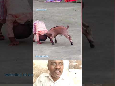 iradu kulathigal #Baby #Goat #Cute  #Funny #VillageLife #AnimalLove  #ViralSh #CuteMoments #Innocent