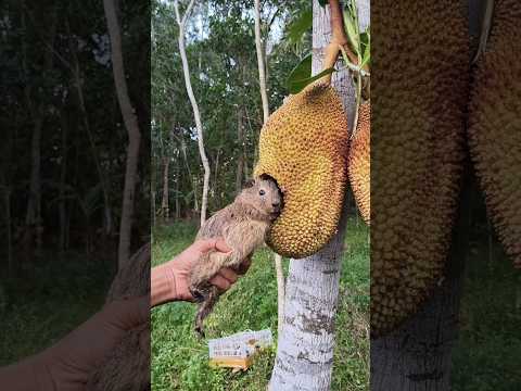 Marmut menghuni buah nangka #shortsviral #nature