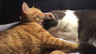 Disgusting! Cat picks and licks fleas off another cat's head