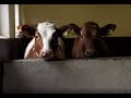 Natuur en Zo TV: hoeve Jamboors - deel 4