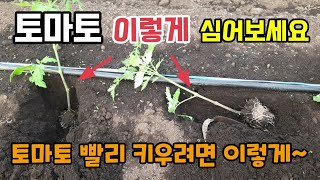 토마토 빨리 키우려면 이렇게 심어보세요 토마토 심는방법 2가지 토마토깊게,눕혀서심기 토마토 첫 꽃따기