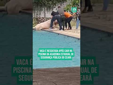 Vaca é resgatada após cair na piscina da Academia de Segurança Pública do Ceará 