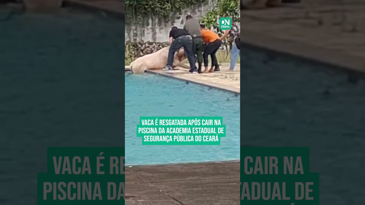 Imagem da notícia Vaca é resgatada após cair na piscina da Academia de Segurança Pública do Ceará 