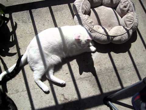 Lazy Cats --  Lovin' the Balcony