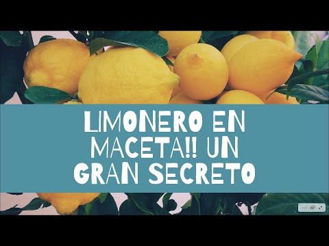 Limonero en MACETA. COMO CUIDARLO. Fácil y ecológico