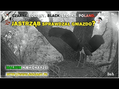 Jastrząb sprawdzał gniazdo? Malwin na konarze (26.08) Bociany Czarne w Polsce 2017