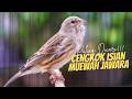 MATERI ISIAN MUEWAH JAWARA MASTERAN KENARI ISIAN BLACKTHROAT GACOR DURASI PANJANG IDAMAN PEMAIN