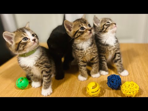 MY 4 KITTENS