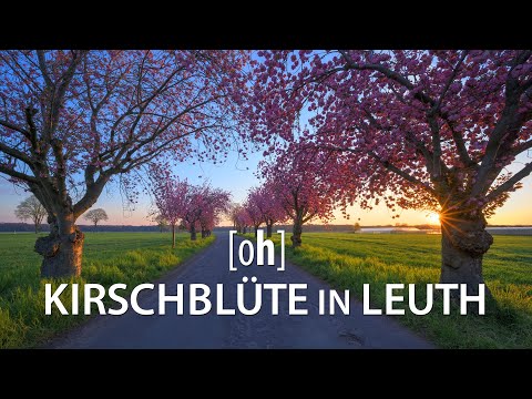 Kirschblüte in Leuth am Niederrhein - gefilmt mit Nikon Z6