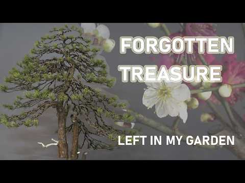 Forgotten treasure – Styling a Scots Pine Bonsai Left in My Garden