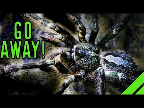 Sklípkavec srílanský (Poecilotheria ornata) — video o chove a starostlivosti