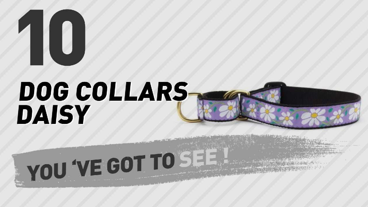 Dog Collars Daisy // Top 10 Most Popular