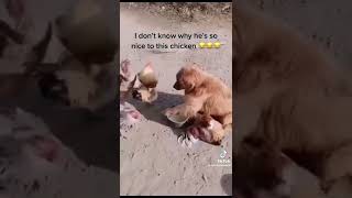 Download lagu Cute animals 2022 🔥#shorts mp3