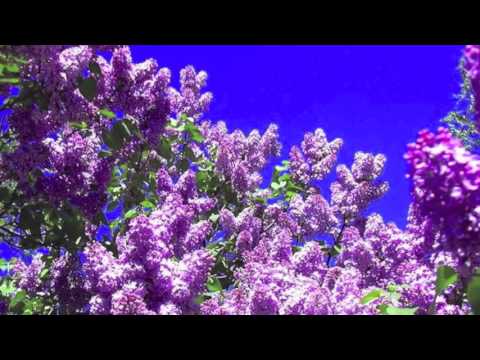 Eisemann Mihály: Május van, az orgona virágzik - Dosztán Dénes, zongora