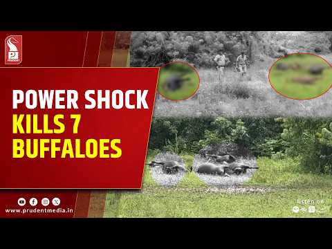 Seven Buffaloes Electrocuted in Chinchinim; Farmers Allege Negligence by Power Dept 