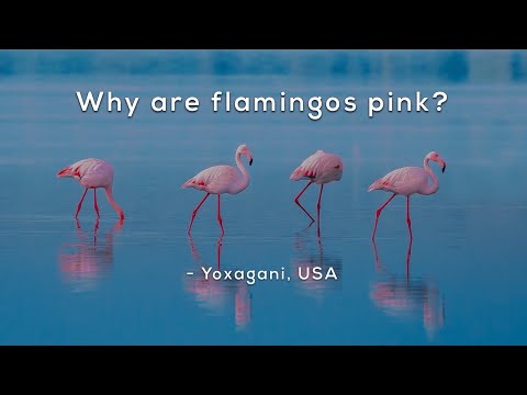 2nd YouTube video about are flamingos endangered