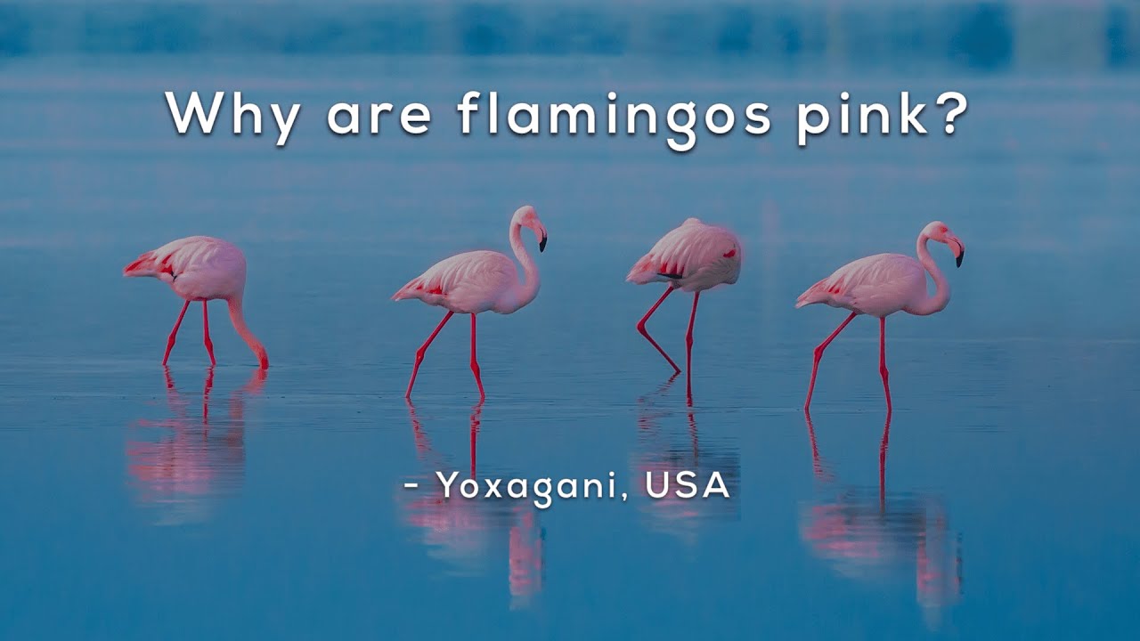 Why are flamingos pink?
