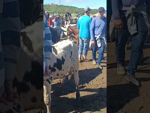 #gado #pecuarista #youtubeviral #pernambuco #fazenda #youtubeshorts #capoeiras