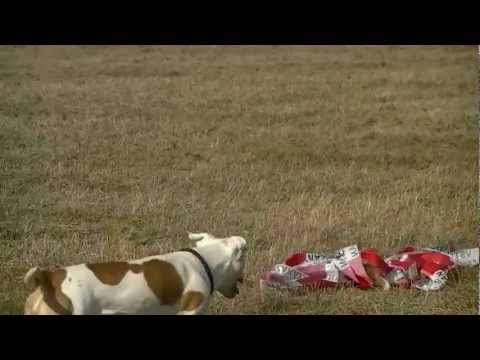 Coursing trénink 17.3.2012  - Bína