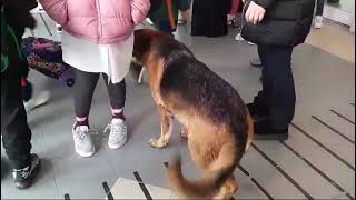 pastori-tedeschi-tra-i-bambini-davanti-alla-scuola-la-scena-si-ripete