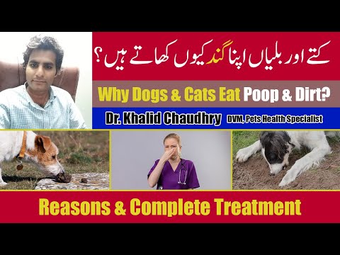 Why Cats & Dogs Eat Their Own Poop, Clothes, & Dirt | How to Stop it By Dr. Khalid Chaudhry