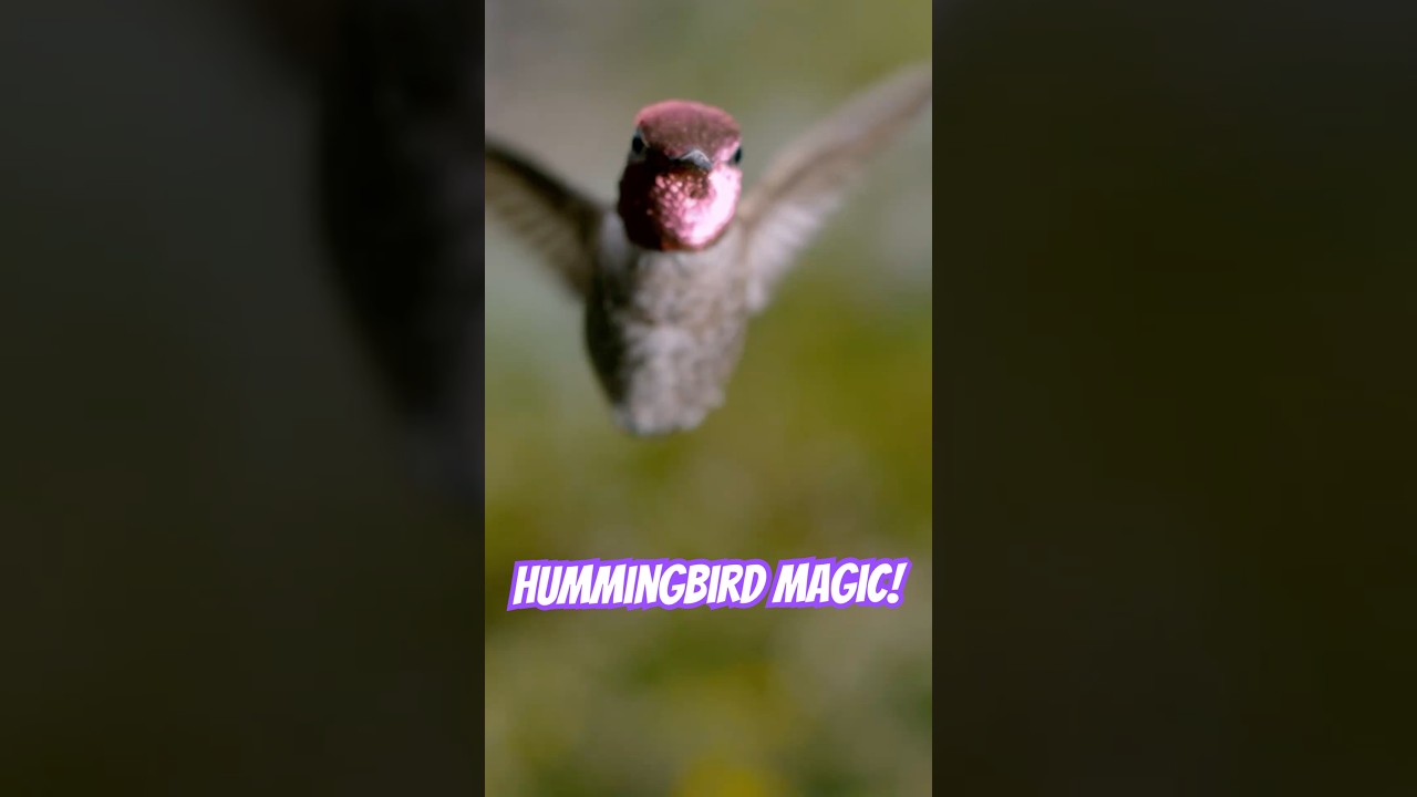 Hummingbirds are magical ✨ #wildlife #naturepbs #hummingbird #bird #stem
