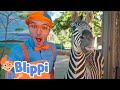 Blippi S Learns About Animals Routines Learn Animals Educational Videos For Kids