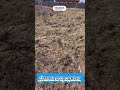 Видео превью