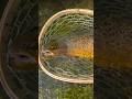 Video Thumbnail for Brown Trout Chronicles