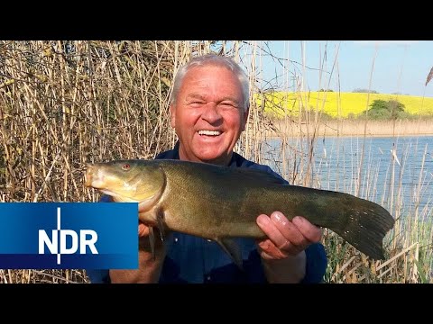 Mit dem "Angelprofessor" auf Karpfenfang | Rute raus, der Spaß beginnt! | NDR