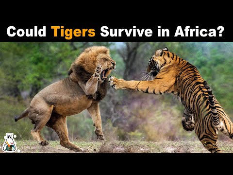 Could Tigers Live in Africa With Lions and Hyenas?